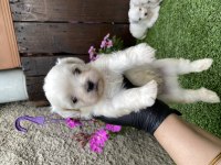 Kore maltese kilo garantili yavrular