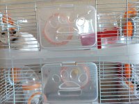 2 katlı kafesiyle çift hamster
