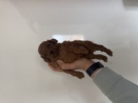 Kore kan red dark Brown toy Poodle bebekler