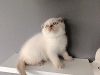Scottish fold blue point