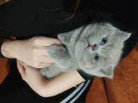 Dişi ve oyuncu ve insan canlısı scottish fold