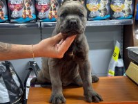 Kaliteli cane corso yavrusu 50 günlük