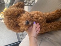 Acil satılık maltipoo 9 aylık