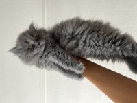 Erkek dişi scottish fold yavrular
