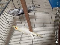 Damızlık 6-7 aylık Albino ve lutino dişi sultan papağanı