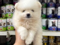 Kar Beyazı Pomeranian Bebeklerimiz