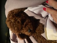 ORJNAL TAM TOY POODLE BEBEKLER