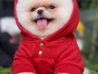 Pomeranian boo yavruları tuvalet eğitimi başlanmış