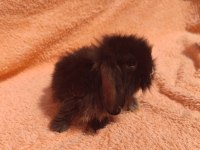 Hollanda teddy lop tavşanı