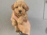 Dünya tatlısı maltipoo bebeklerim