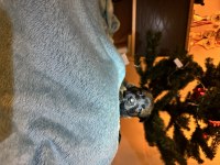 İş Hattı Malinois Yavrularımız