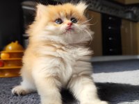 Full şecereli dişi british longhair yavru