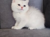 British shorthair prenses