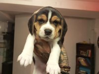 Sahibinden beagle yavru
