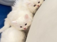 Minik iran kedisi lunaya yuva arıyoruz