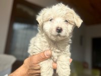 A kalite maltipoo yavrularimiz