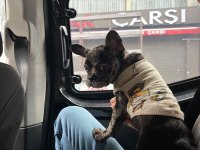 Aşıları tam yavru french bulldog merle