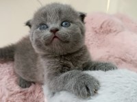 Gri scottish fold yavruya yuva
