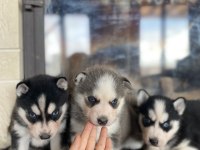 Husky bebekler dişi ve erkek