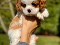 Cavalier King Charles Yavrularımız