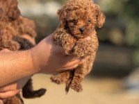 Çiş Eğitimli Sağlık Garantili Aşılı Toy Poodle