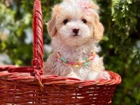 Minicik Büyümeyecek Maltipoo Bebekler