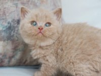 Bebek Surat Lilac British Shorthair 