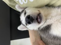 uyguna safkan sibirya kurdu husky yavruları