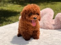 Sağlık ve ırk garantili poodle