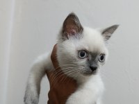 Blue point british shorthair