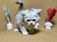 Safkan Oyuncu Silver British Shorthair Yavrumuz