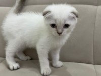 Aşılı Safkan Scottish Fold