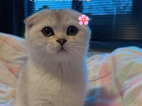 Prenses scottish fold dişimiz