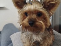 Yorkshire Köpeğimize Eş Arıyoruz