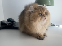 British Longhair 10 Aylık Safkan-Dişi
