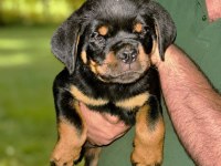 Şecereli Muhteşem Erkek Rottweiler Yavrular