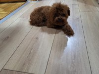 Korekan poodle erkek