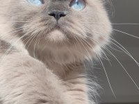 BRİTİSH LONGHAİR BLUEPOİNT KIZIMI SAHİPLENRİRİYORUM