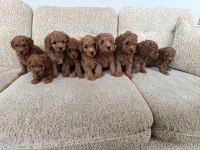Kore Ve Toy Poodle Yavrularımız Aileleri Bekliyor