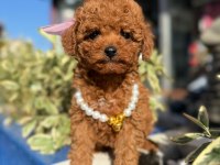 Dişi Toy Poodle Yavrumuz