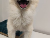 Oyuncu sevimli hareketli ücretsiz pomeranian