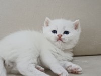Trabzonda 50 günlük çok güzel british shorthair