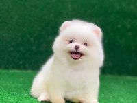Oyuncak Yüzlü Pomeranian Boo Yavrularımız