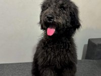 6 Aylık Black Poodle Bebekler Sağlık Ve Irk Garantili