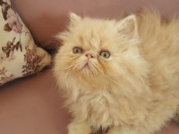 EGZOTİK SARI ŞEKER İRAN KEDİSİ