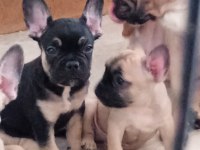 FRENCH BULLDOG 2 ERKEK