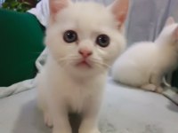 Kediler siz yeni ailelerini bekliyor