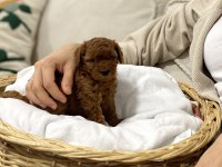 Toy Poodle Yavru