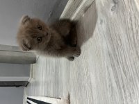 Scottish fold yavru