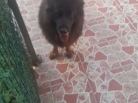 1 yaşında ve 5 yaşında erkek alman çoban köpeklerimiz